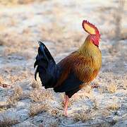 Sri Lanka Junglefowl