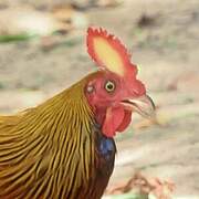 Sri Lanka Junglefowl