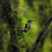 Green Thorntail