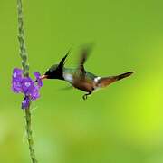 White-crested Coquette