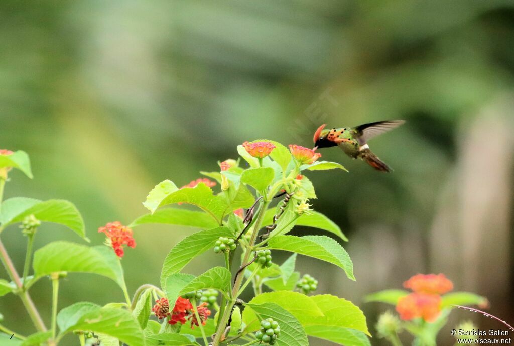 Tufted Coquette male adult breeding