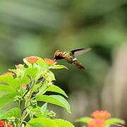 Tufted Coquette