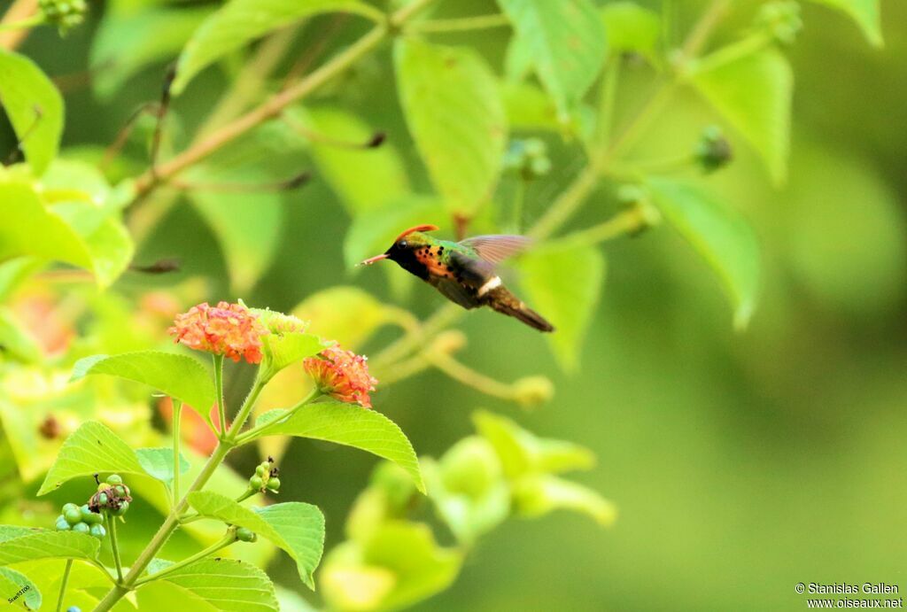 Tufted Coquette male adult breeding