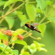 Tufted Coquette