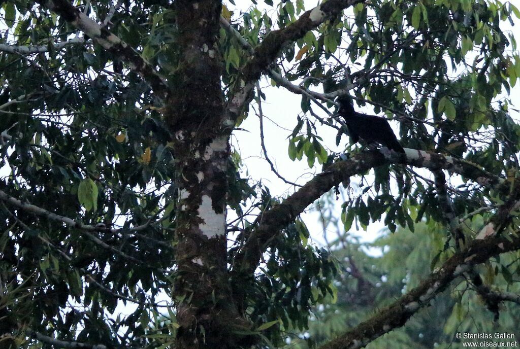 Long-wattled Umbrellabird male adult