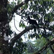 Long-wattled Umbrellabird