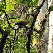 Capuchinbird