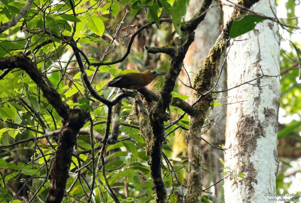 Capuchinbirdadult