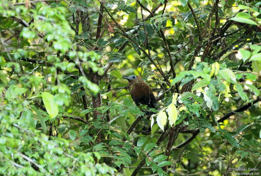 Capuchinbirdadult