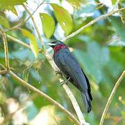 Purple-throated Fruitcrow