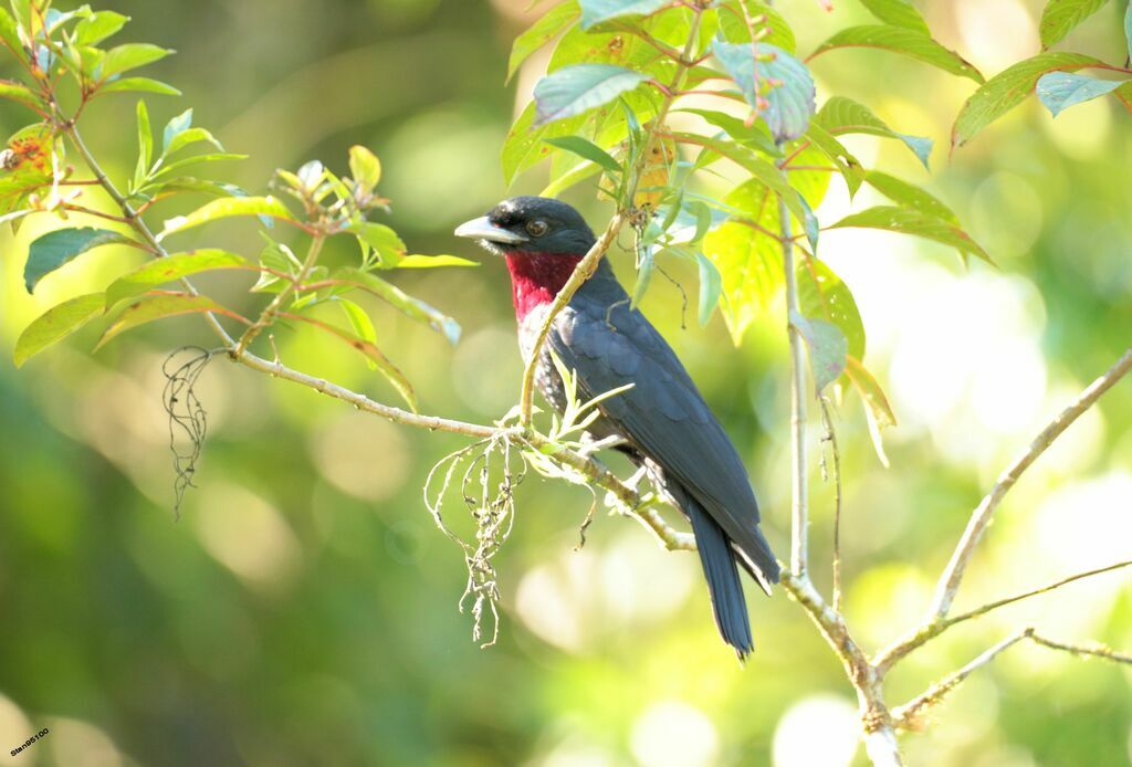 Purple-throated Fruitcrowadult