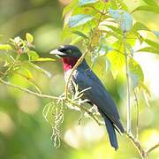 Purple-throated Fruitcrow