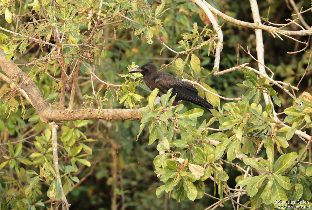 Large-billed Crowadult