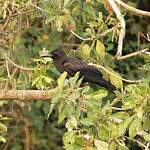 Corbeau à gros bec