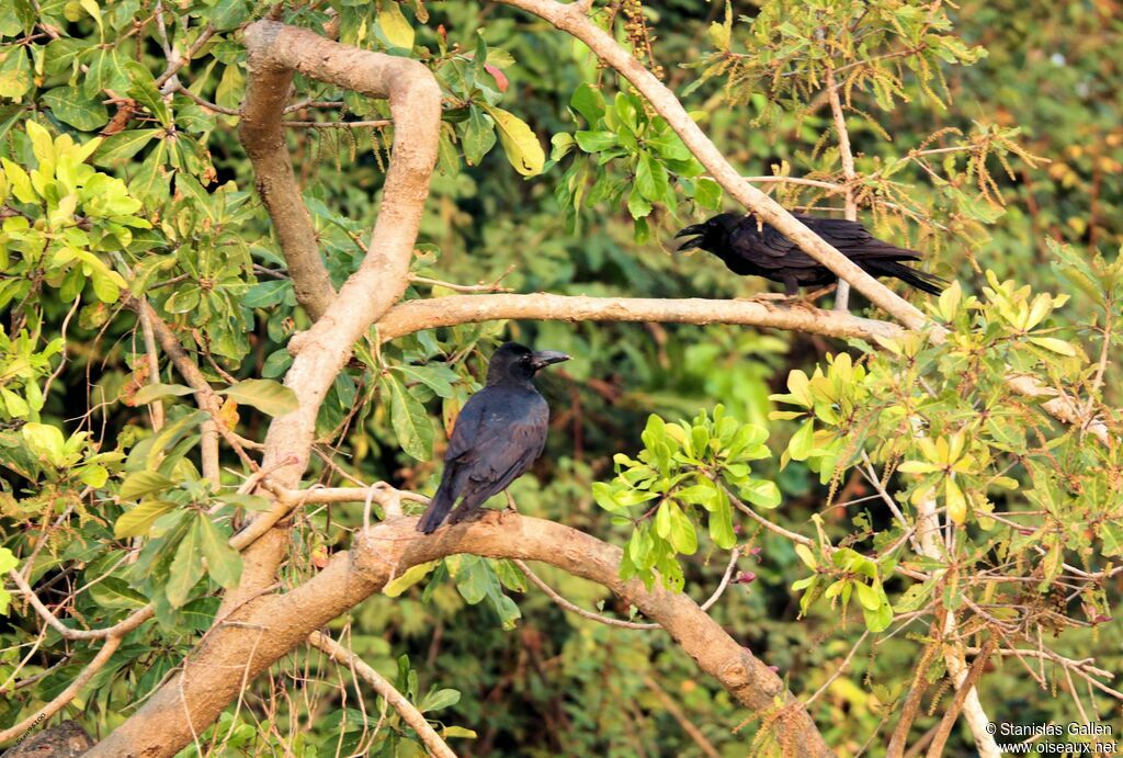 Corbeau à gros becadulte