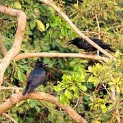 Large-billed Crow