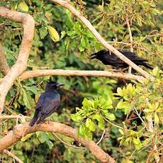 Corbeau à gros bec