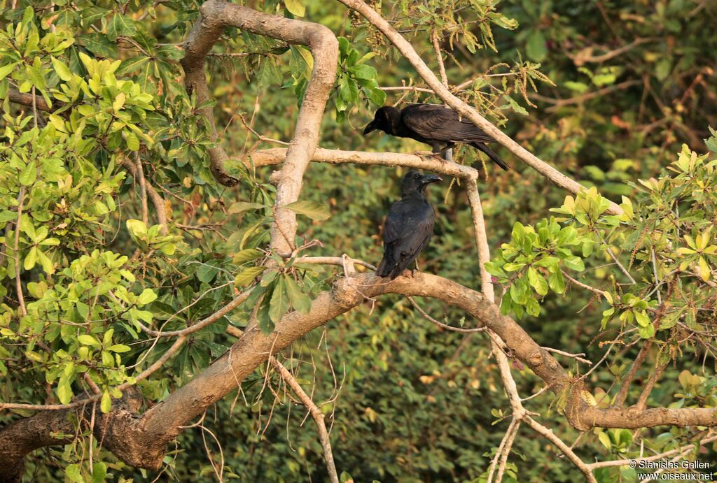 Large-billed Crowadult