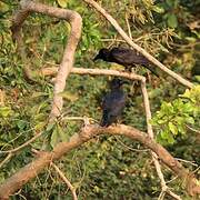 Large-billed Crow