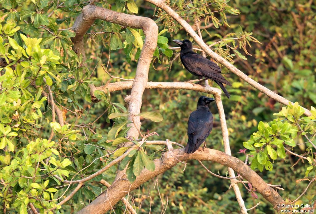 Corbeau à gros becadulte