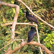 Corbeau à gros bec