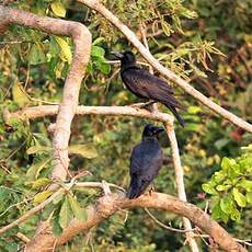 Corbeau à gros bec