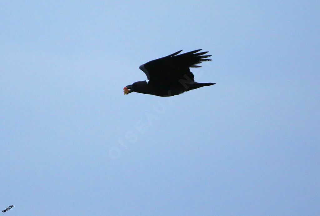 White-necked Ravenadult, Flight