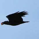 Corbeau à nuque blanche