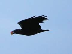 White-necked Raven