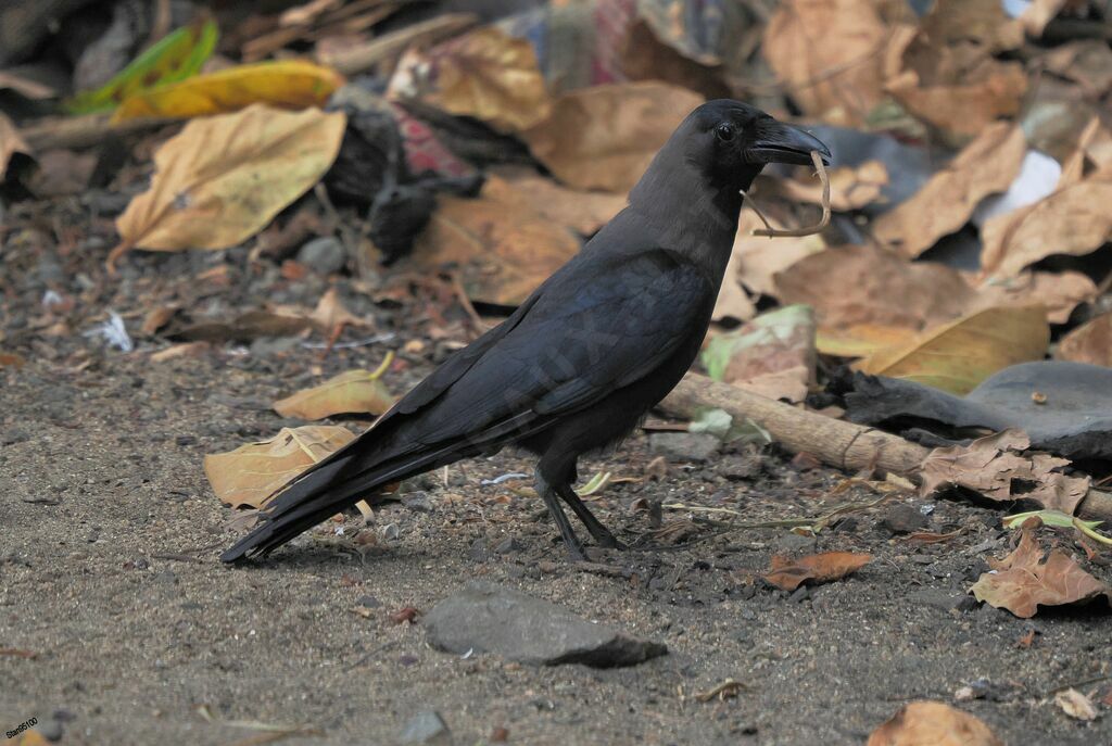 House Crowadult breeding, Reproduction-nesting