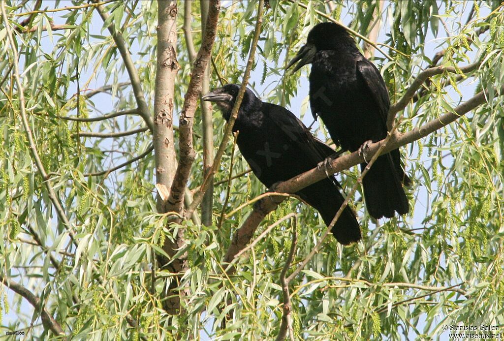 Corbeau freuxadulte