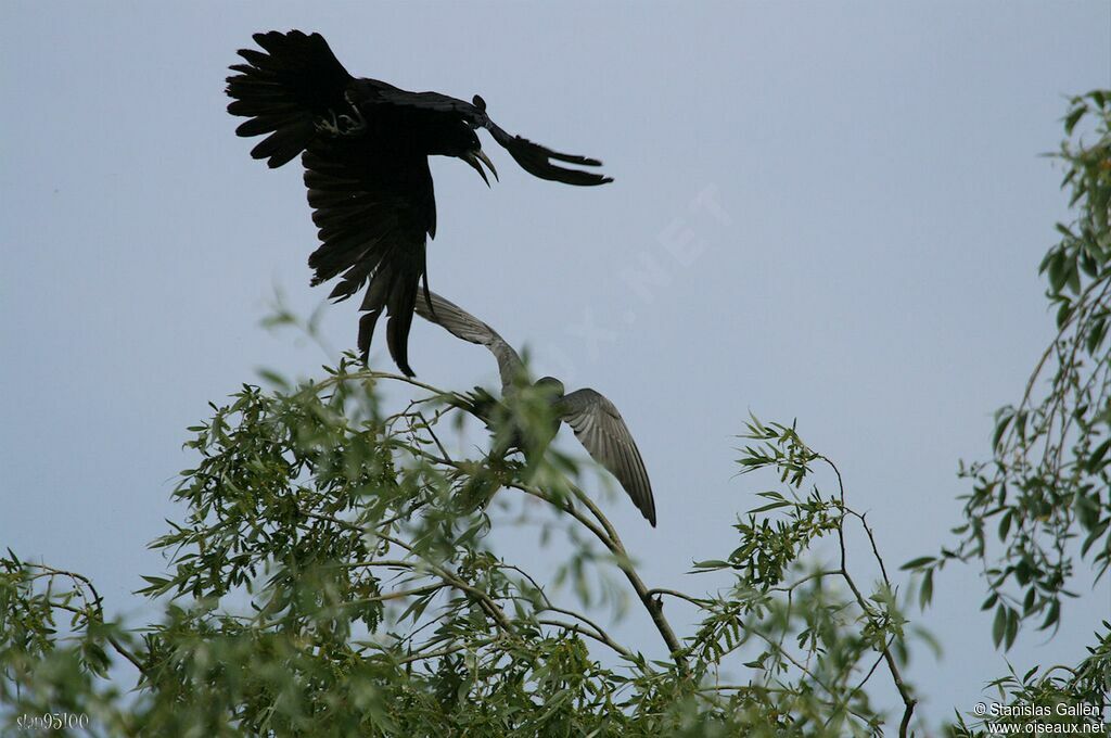 Corbeau freuxadulte, Vol