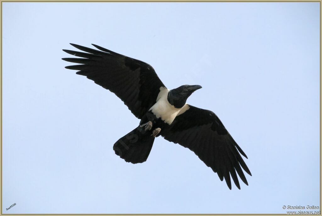 Pied Crowadult, Flight