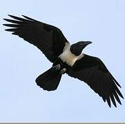 Pied Crow