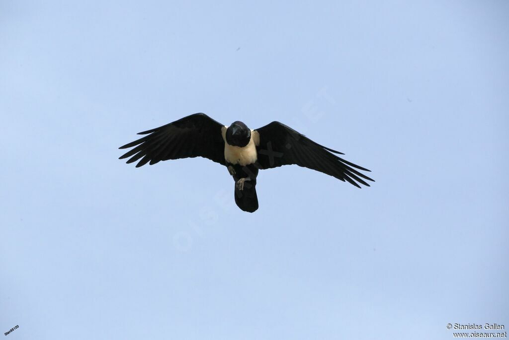 Pied Crowadult, Flight