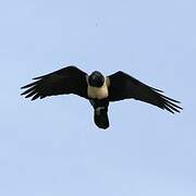 Pied Crow