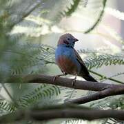 Red-cheeked Cordon-bleu