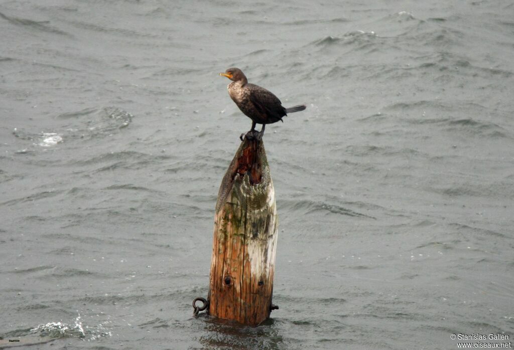 Double-crested CormorantFirst year