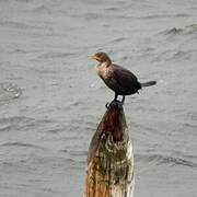 Double-crested Cormorant