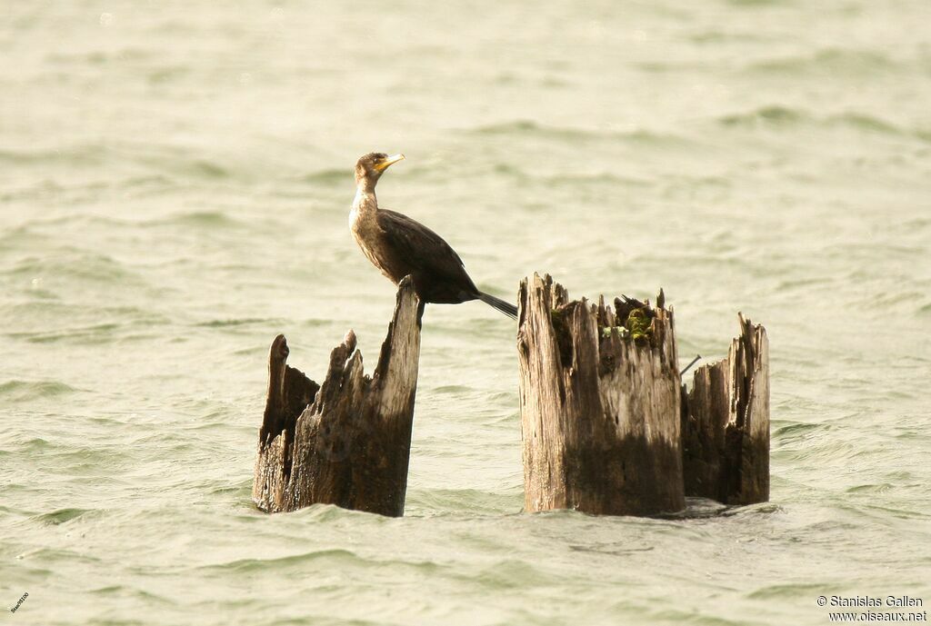 Cormoran à aigrettes1ère année