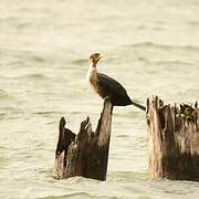 Double-crested Cormorant