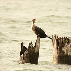 Cormoran à aigrettes