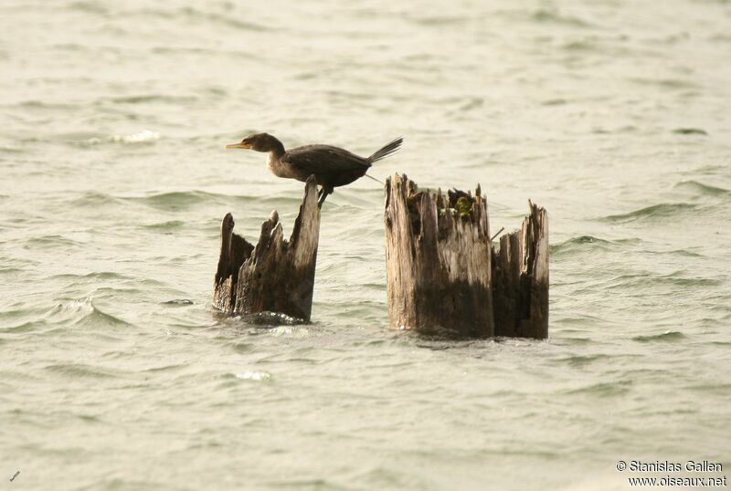 Double-crested CormorantFirst year