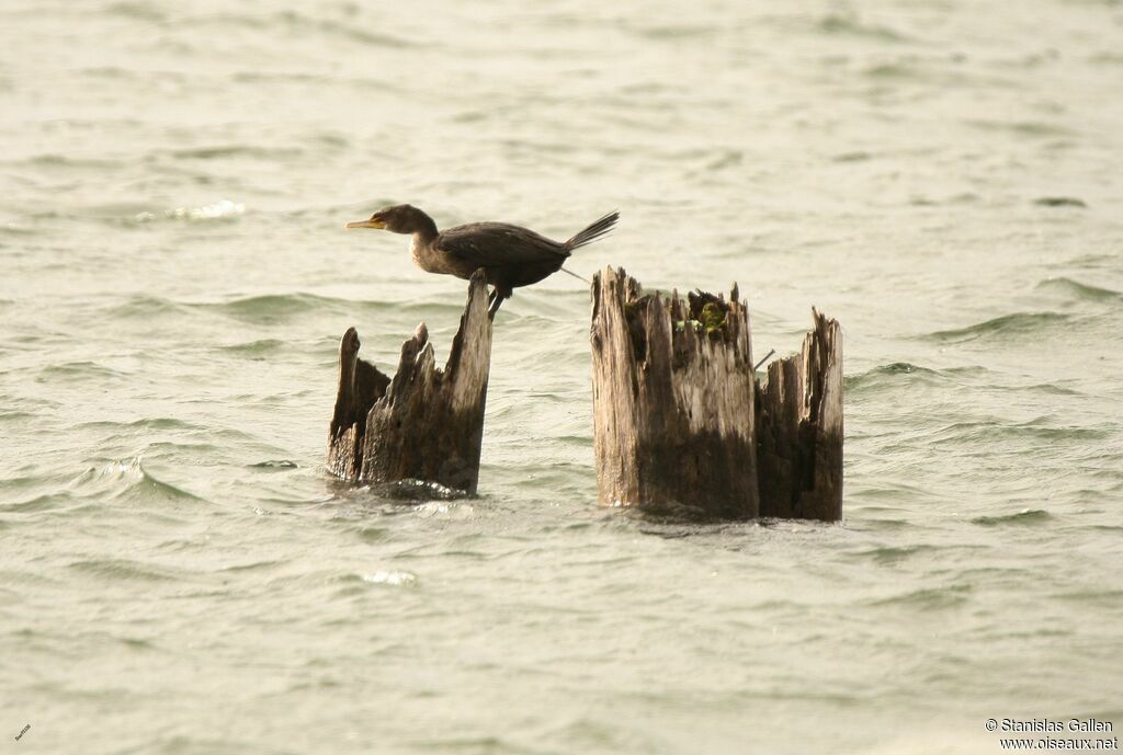 Cormoran à aigrettes1ère année