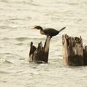 Cormoran à aigrettes