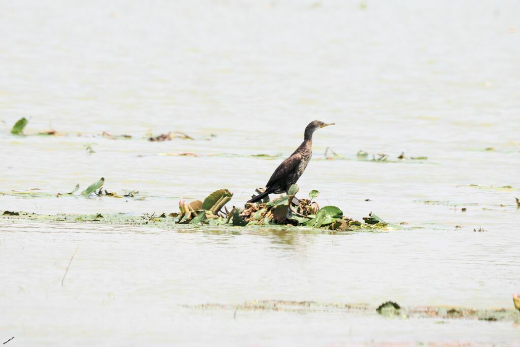 Cormoran à cou brunimmature