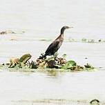 Cormoran à cou brun