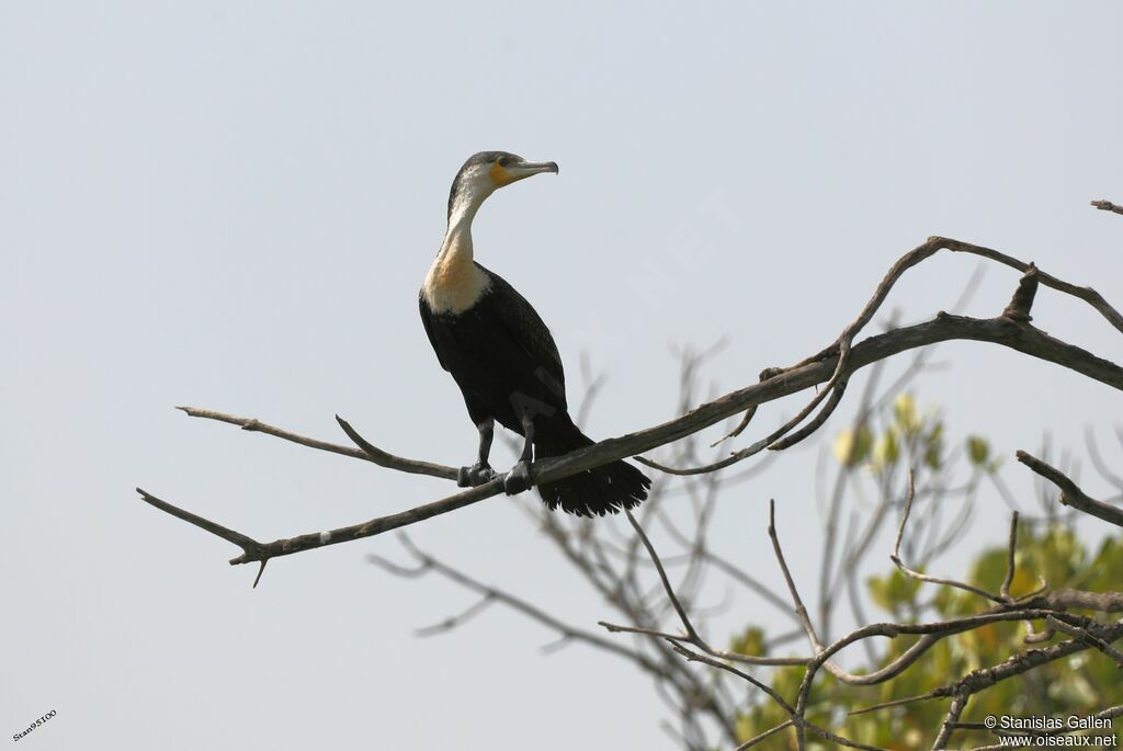 White-breasted Cormorantadult