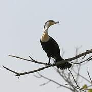 Cormoran à poitrine blanche