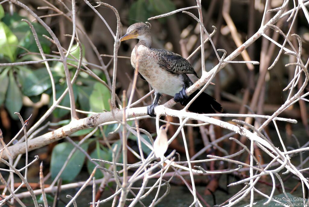 Reed Cormorantadult